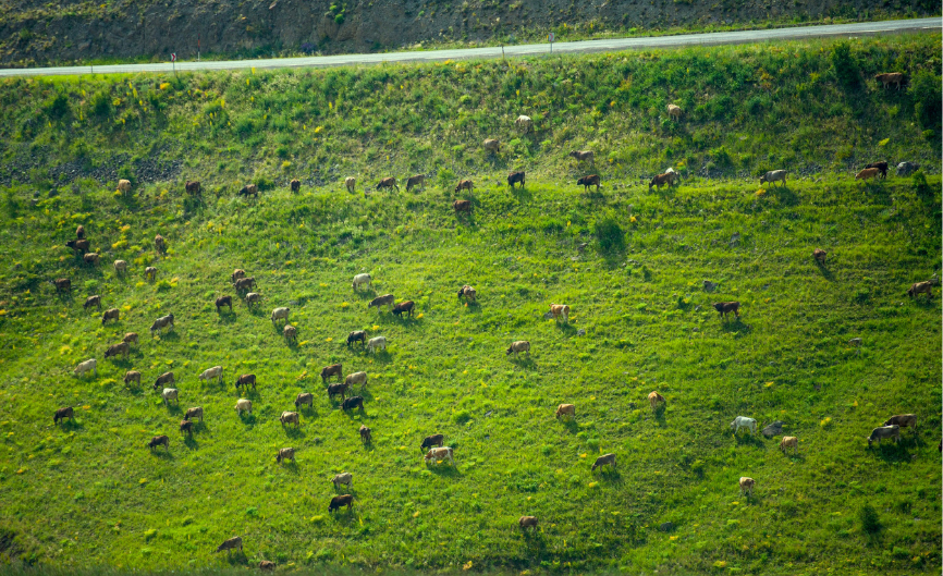 Koyun çok sayacak adam yok!
