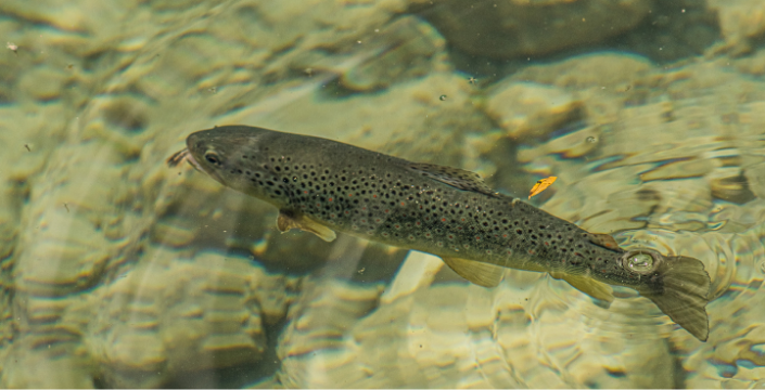 ESKİ klorladı 300 bin balık telef oldu